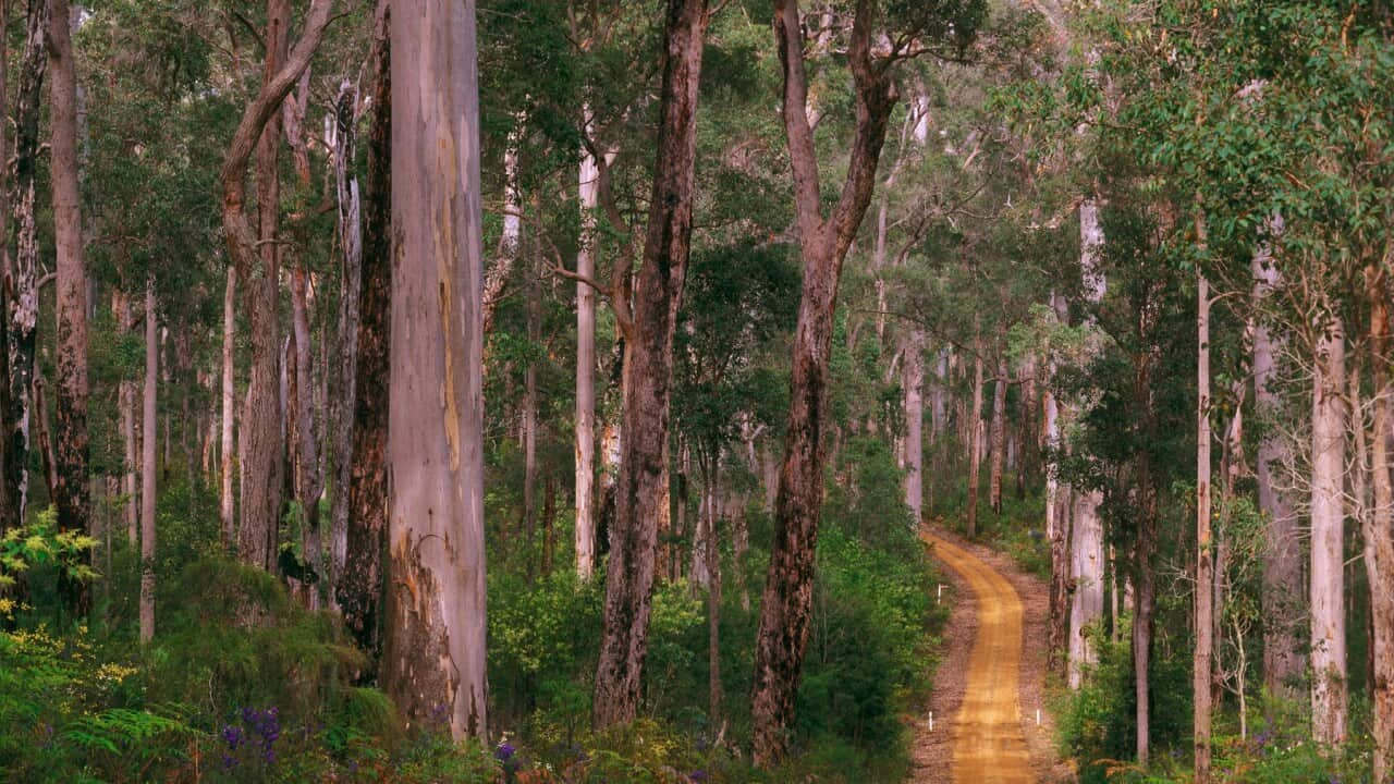 Unsealed road winding through forest of Karri and Jarrah trees