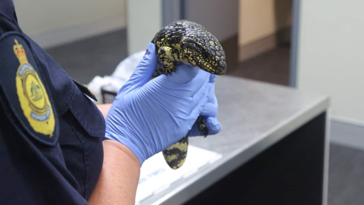 NATIVE LIZARD SMUGGLER SYDNEY