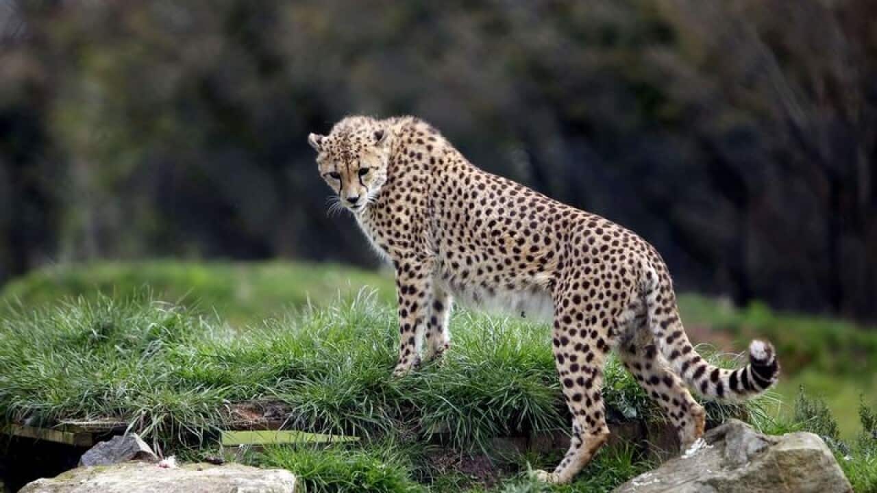 Cheetah