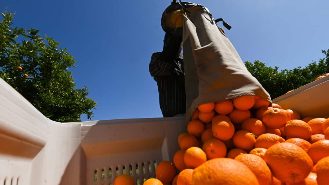 A fruit picker harvests oranges on a farm near Leeton, NSW, 1 October, 2020.