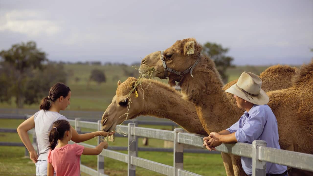 Camels are fed at Summer Land Camel Farm in Queensland.