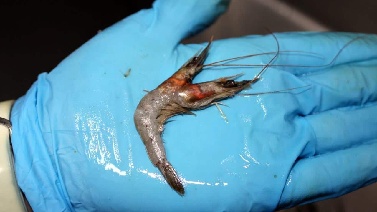 An image of the prawn/prawns (courtesy of Reef HQ Great Barrier Reef Aquarium)