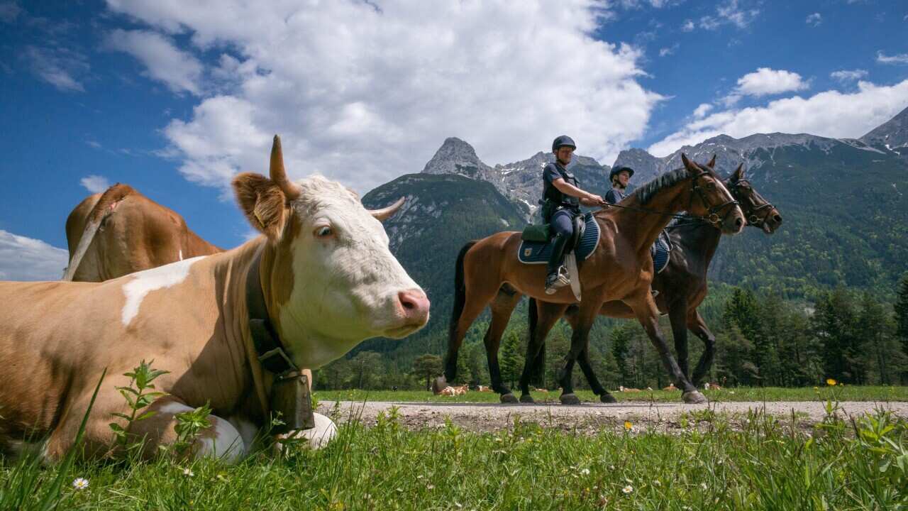 Two police officers with the Federal Police Riding Squad ride past a cow in the German-Austian border region near Mittenwald, Germany. (DPA)