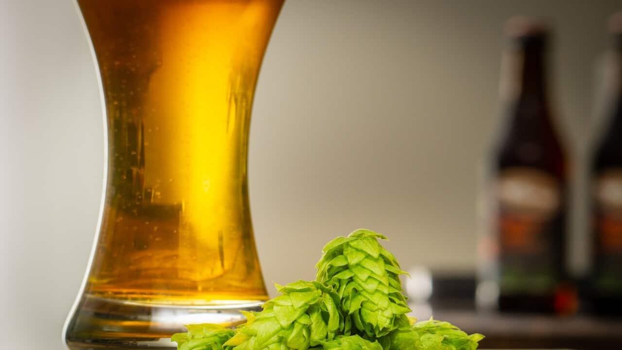 Fresh organic hops and glass of beer with copy space
