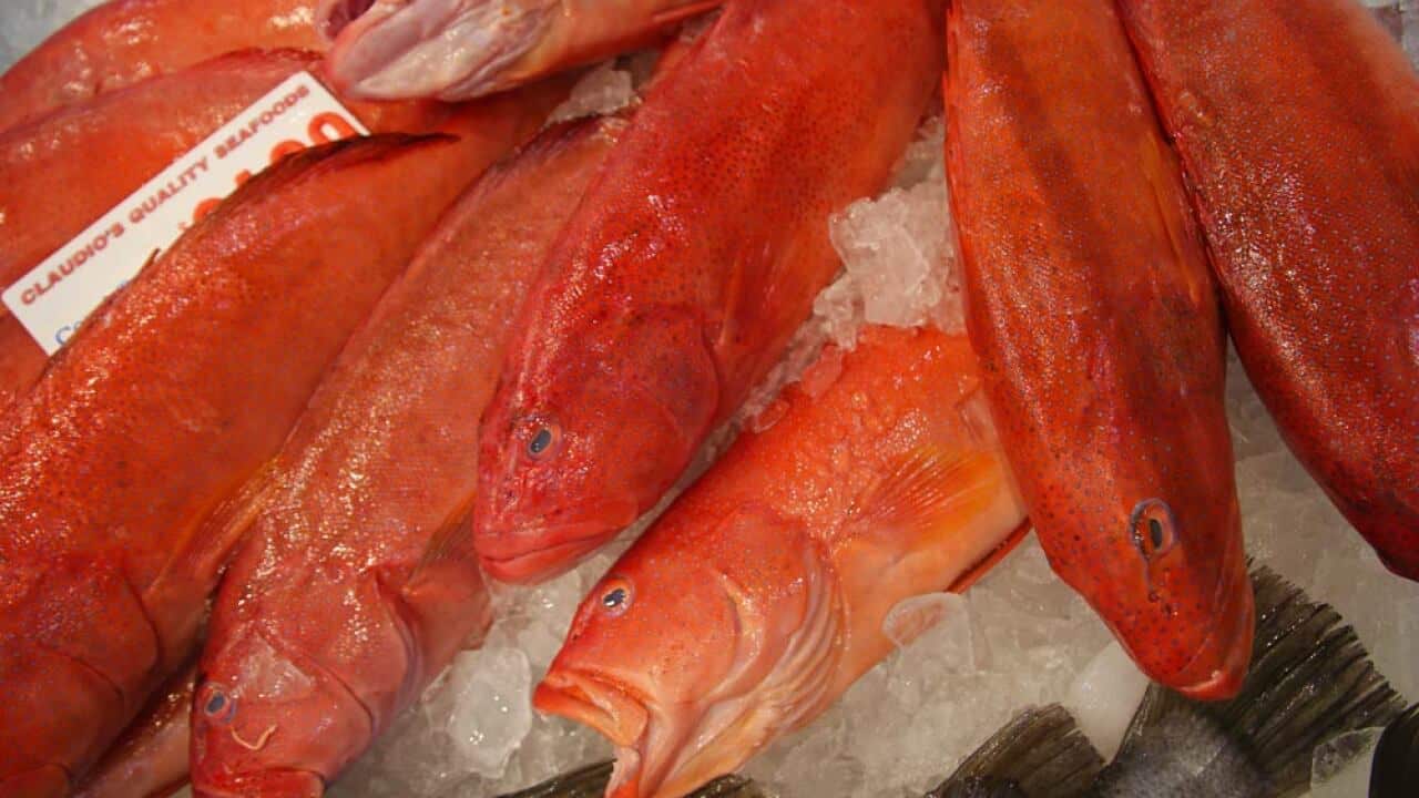 Sydney Fish Market red fish