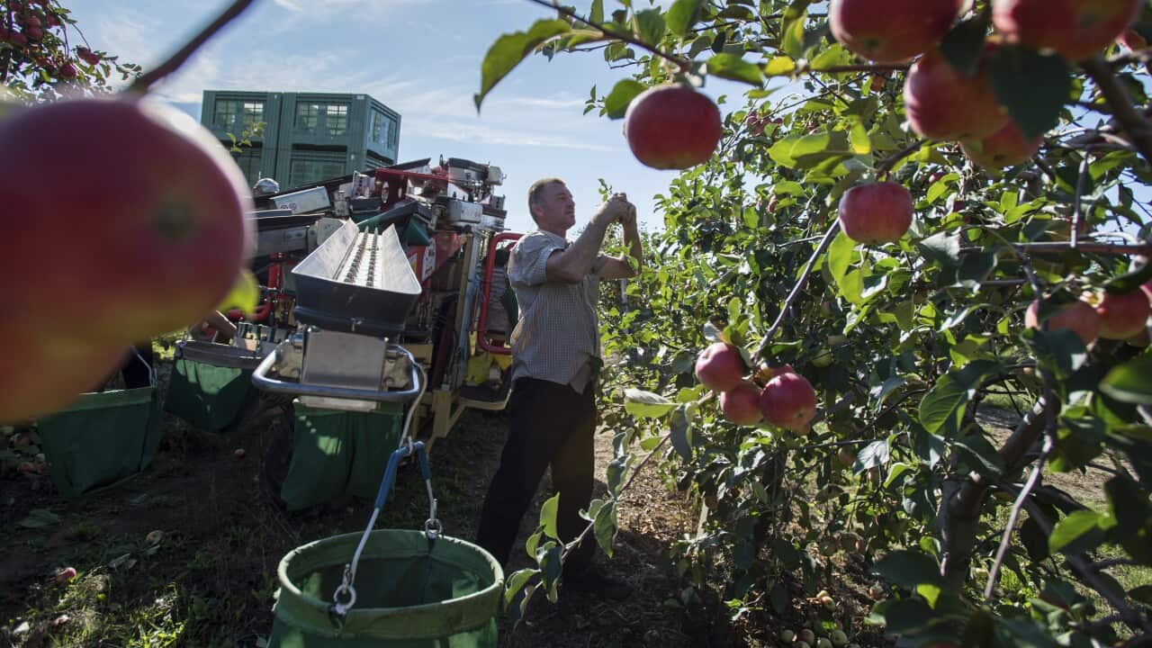 超過4000名新州公務員將獲得5日的農作物收成假期,以緩解預計糧食豐收的工人短缺問題。