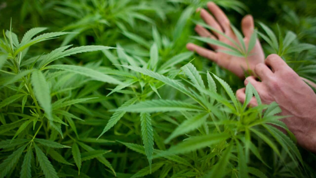 Cannabis_110311_B_Getty_927633457