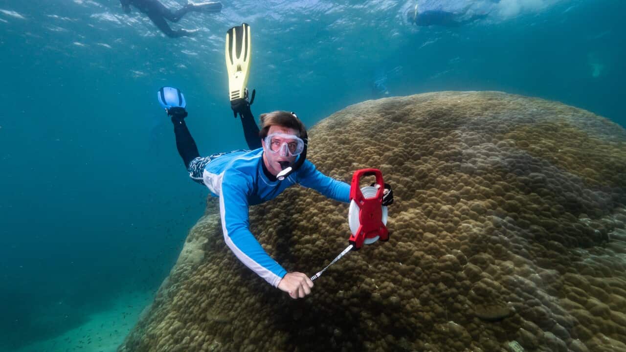 Eco Reef Queensland Great Barrier Reef
