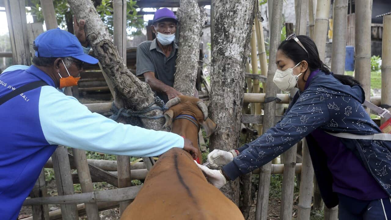 Indonesia Foot Mouth Explainer