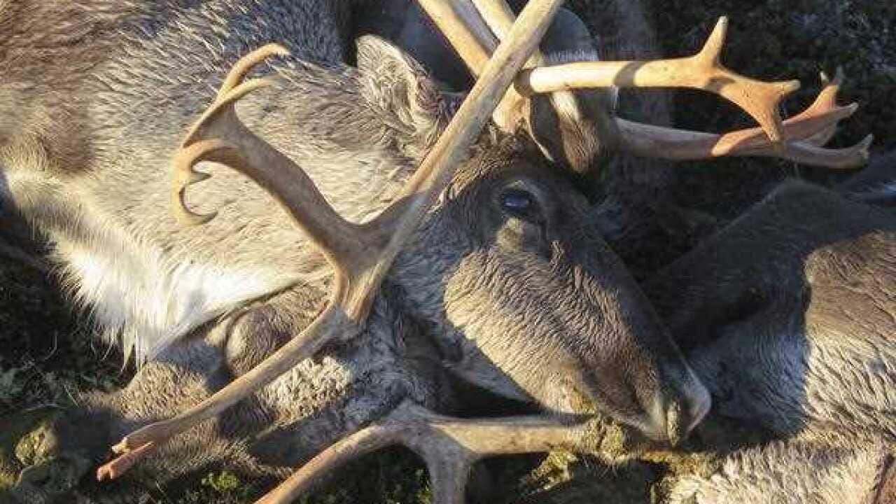 A handout picture provided by the Norwegian Environment Agency shows some of the more than 300 wild reindeer which were found dead on Hardangervidda
