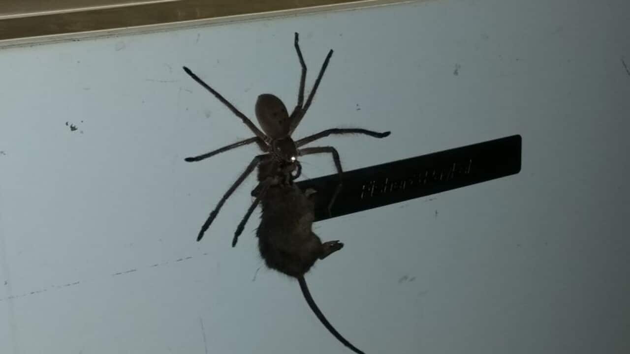 The spider with mouse, via Jason Womal