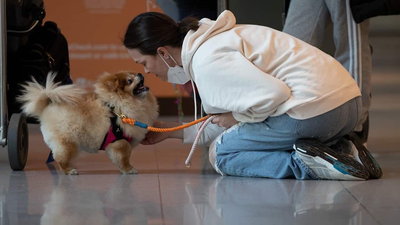 Roberta Pavei Gibson greets her dog Choo Choo, following her arrival in the US