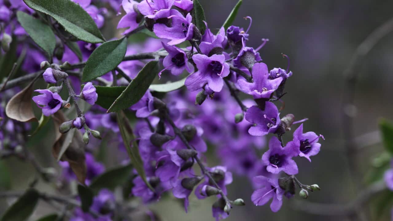 Mint Bush names like mint, Flowers like Lavender.