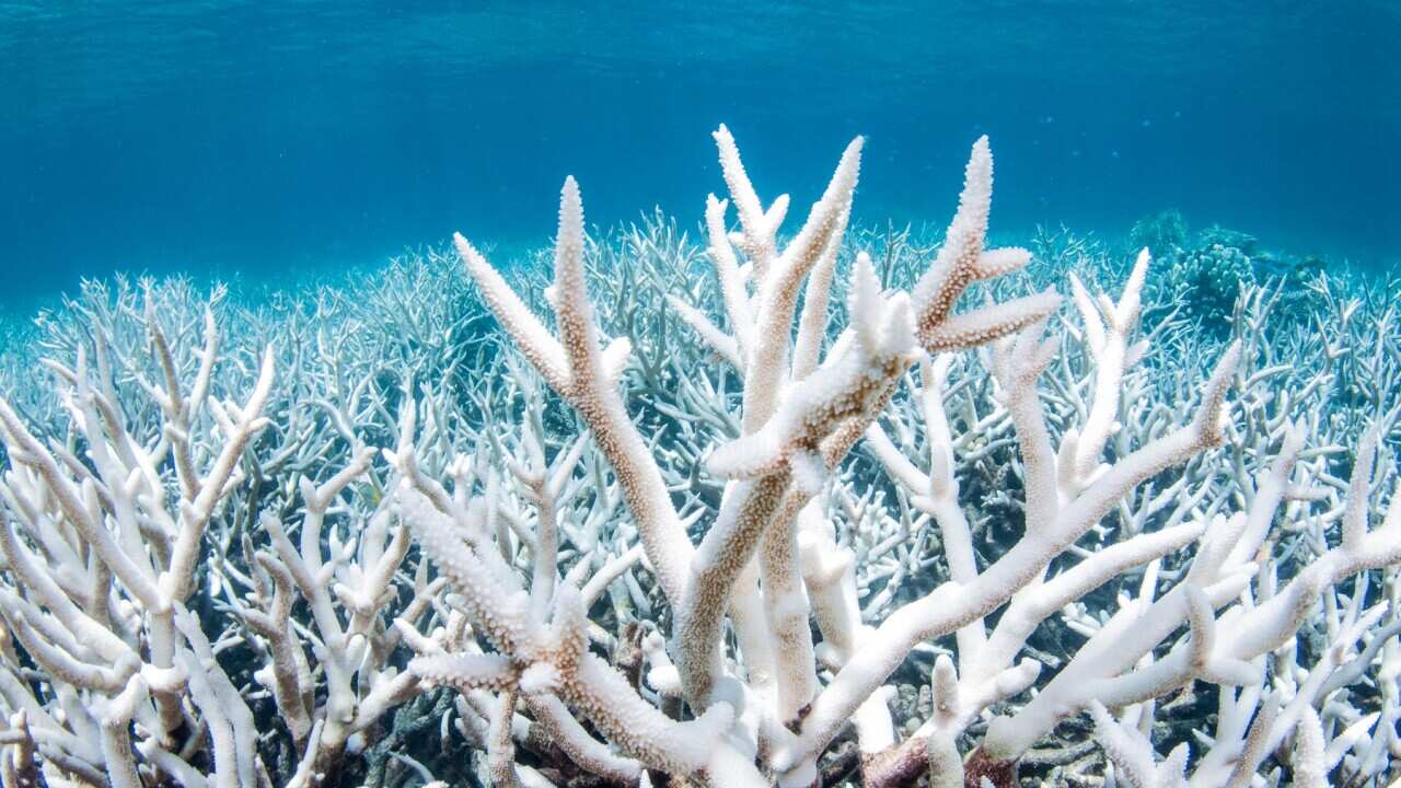 Bleached coral on the Great Barrier Reef outside Cairns, QLD (Getty).