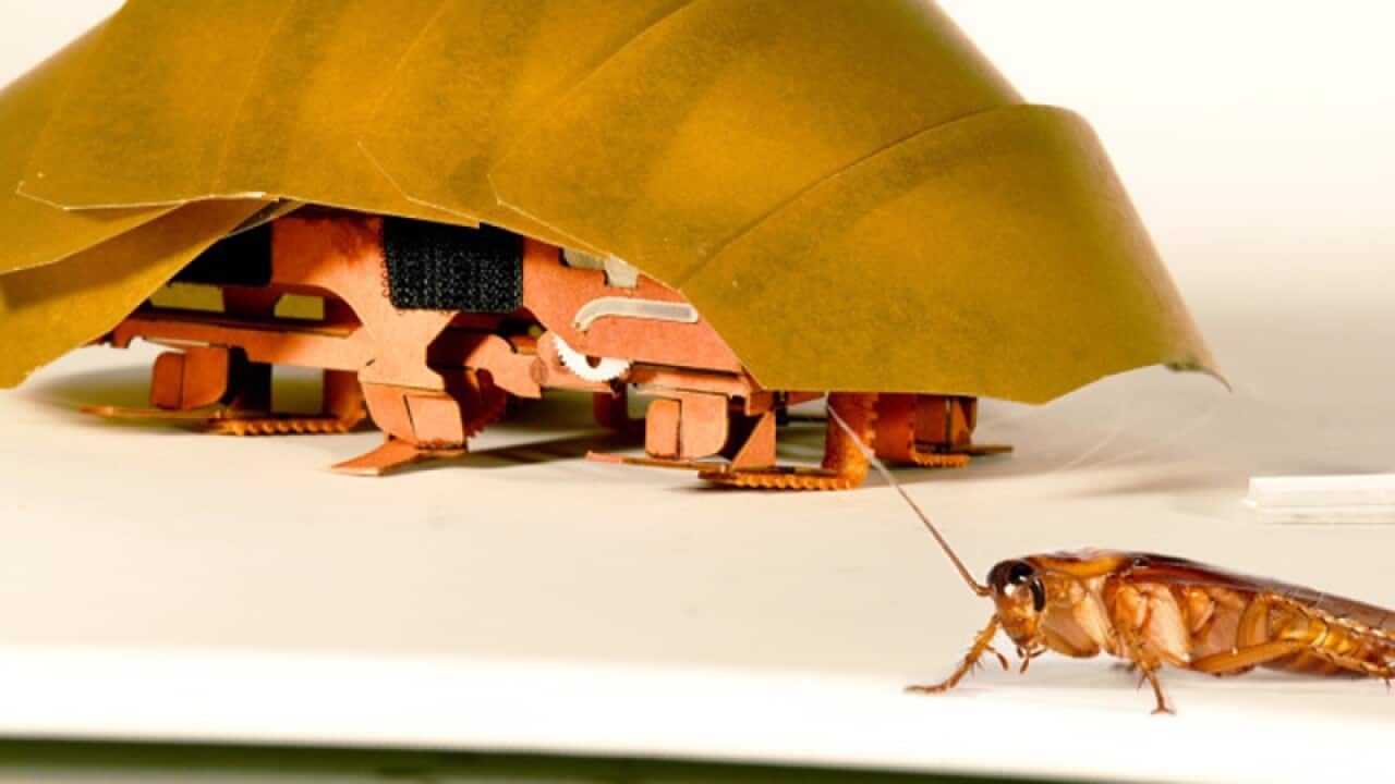the compressible robot, CRAM with a real cockroach.
