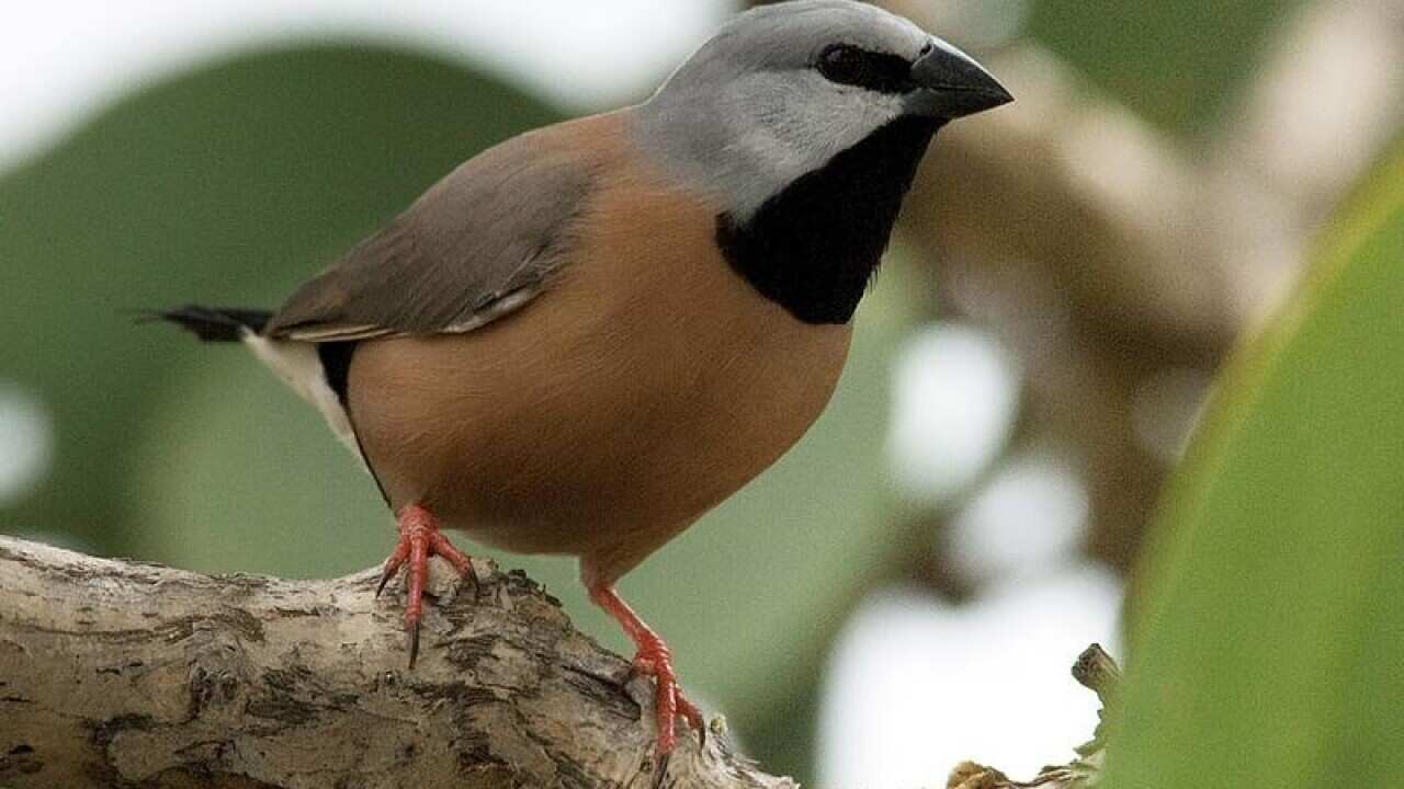 Southern black-throated finch