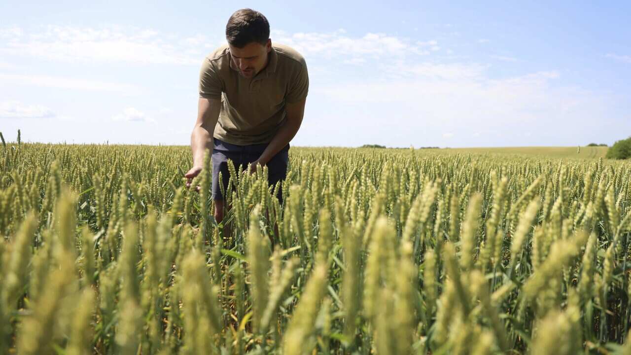 This farmer's wheat will be stored in a warehouse because of the difficulties of exporting it