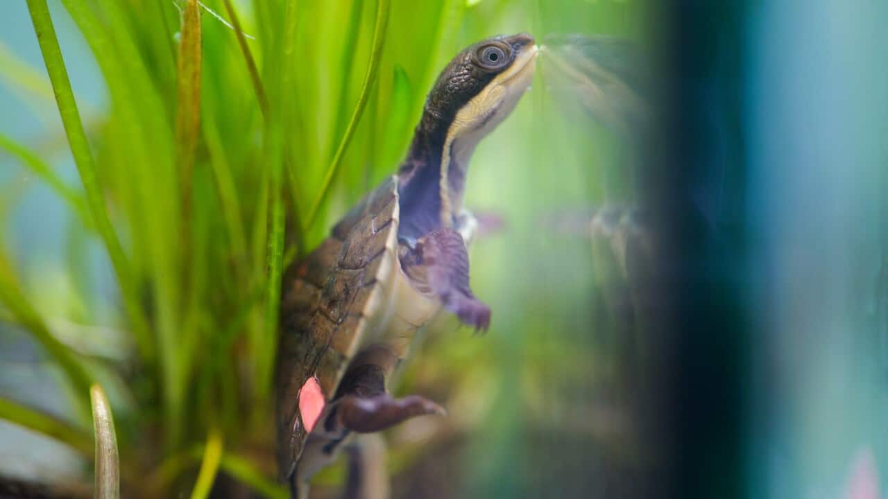 A Hunter River turtle hatchling in a tank.