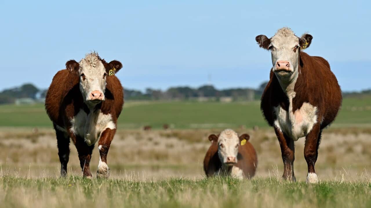 Cows are seen in a paddock on King Island, Tasmania