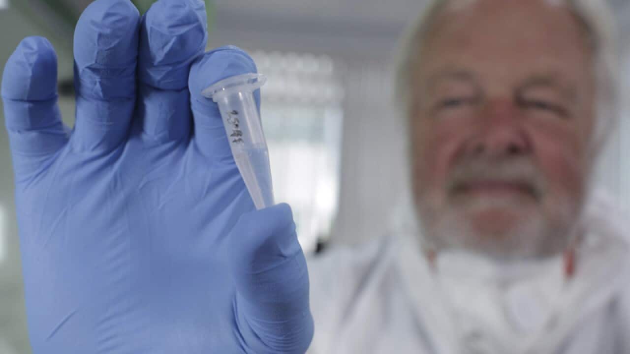 British geneticist Bryan Sykes with a prepared DNA sample