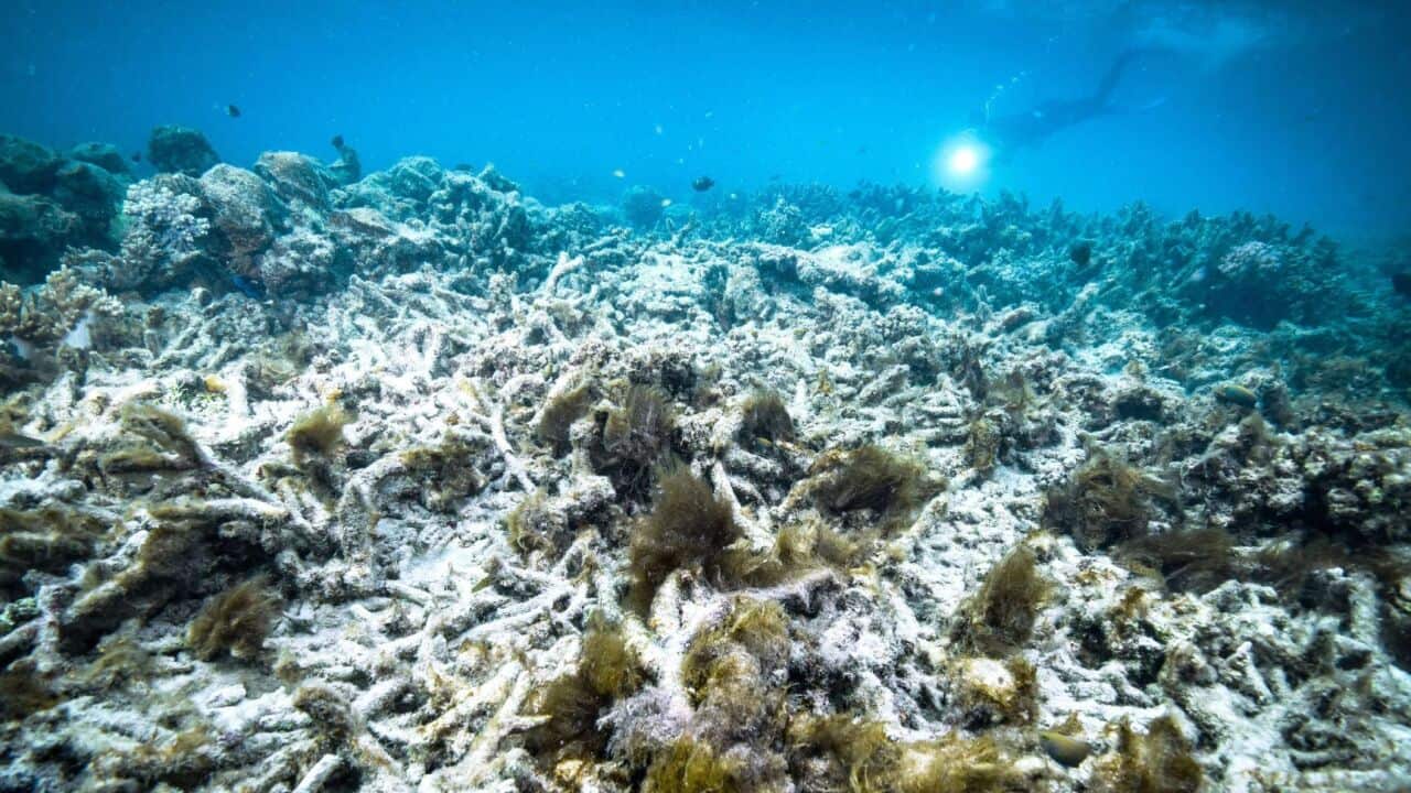 Coral bleaching at the Great Barrier Reef