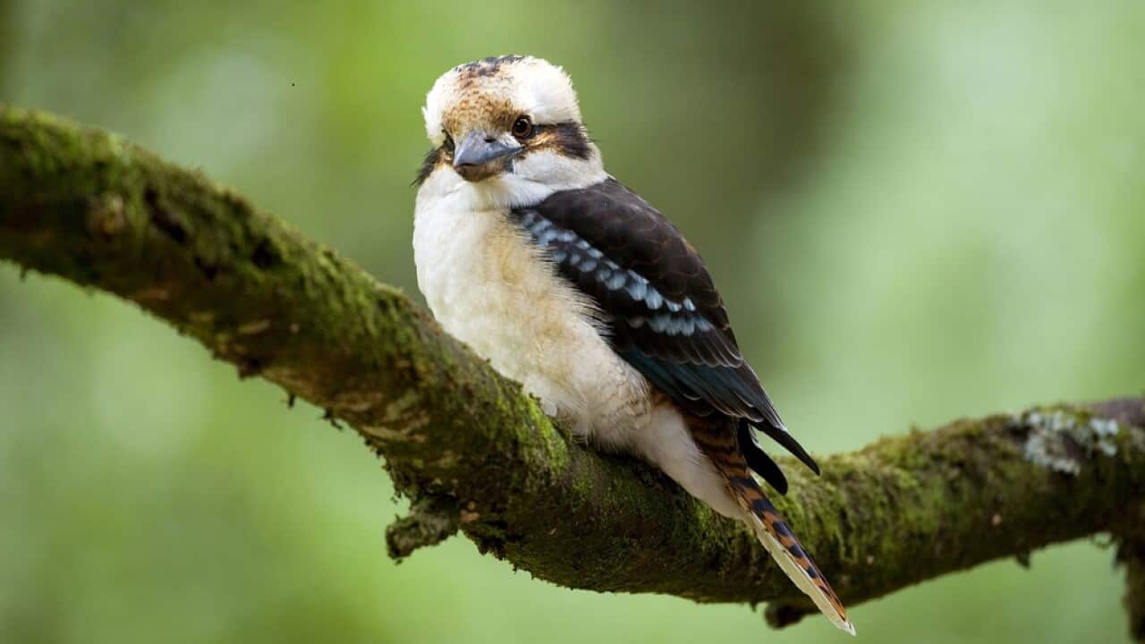 Laughing Kookaburra