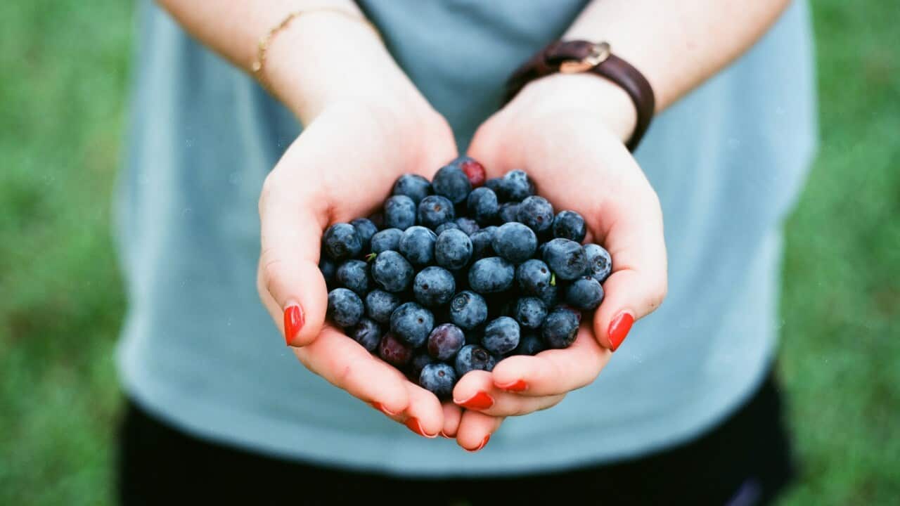 Blueberries photo.jpg