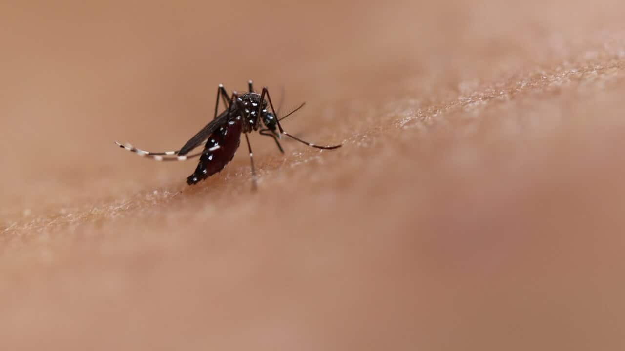 Bite by an Aedes mosquito.