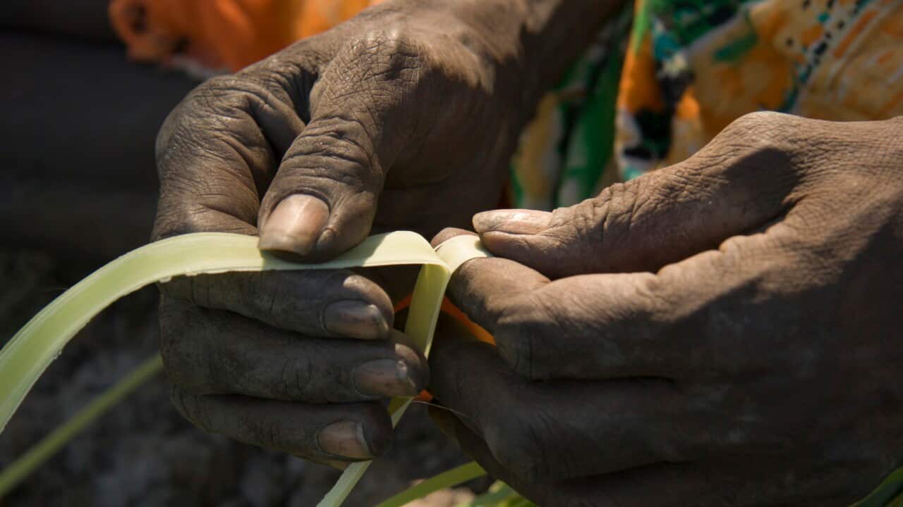 Australia Explained: First Nations weaving - Aboriginal craftswoman splitting pandanus for weaving