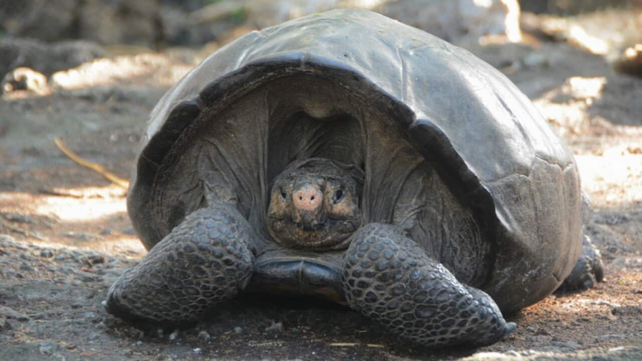 The specimen of a giant turtle species that was believed to be extinct