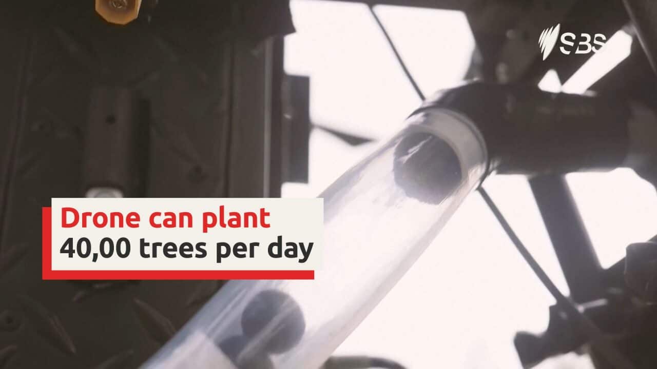 These 'seed' drones can plant 40, 000 trees a day