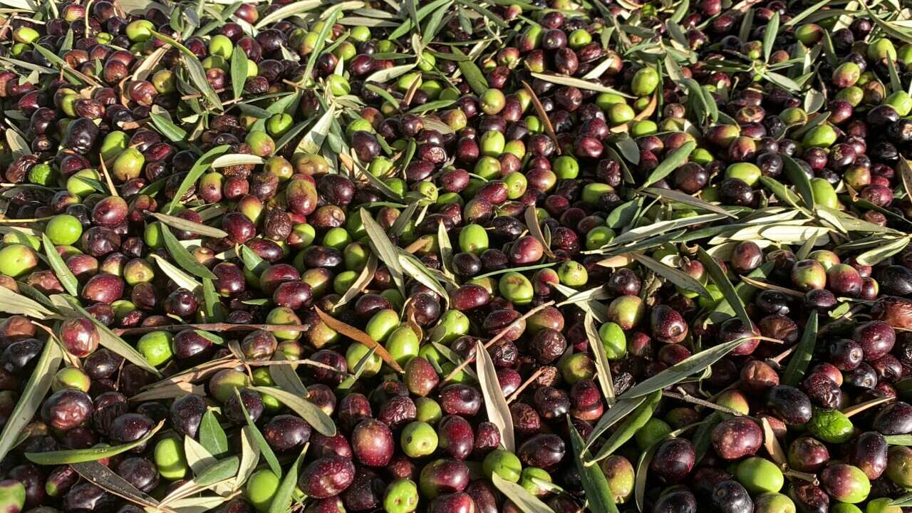 Olive fruits_John Cameron_Unsplash.jpg