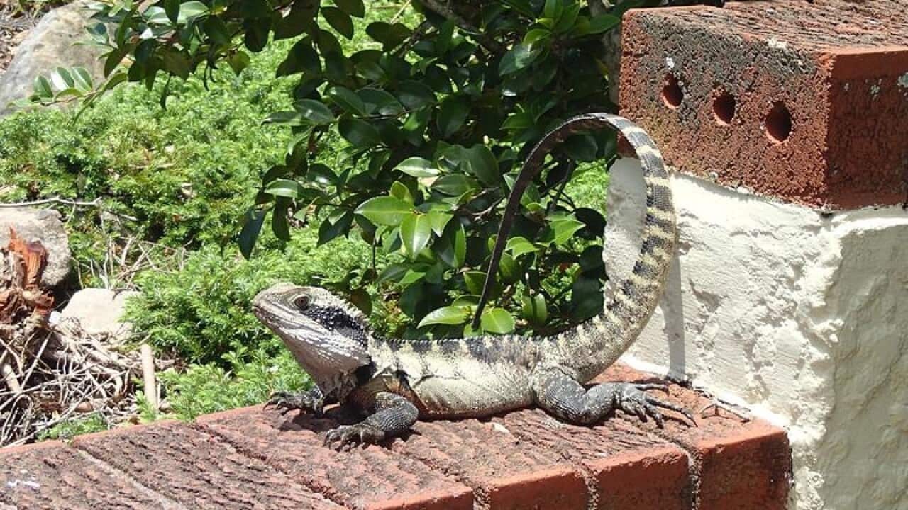 A supplied image of an Easterm Water Dragon in Sydney.