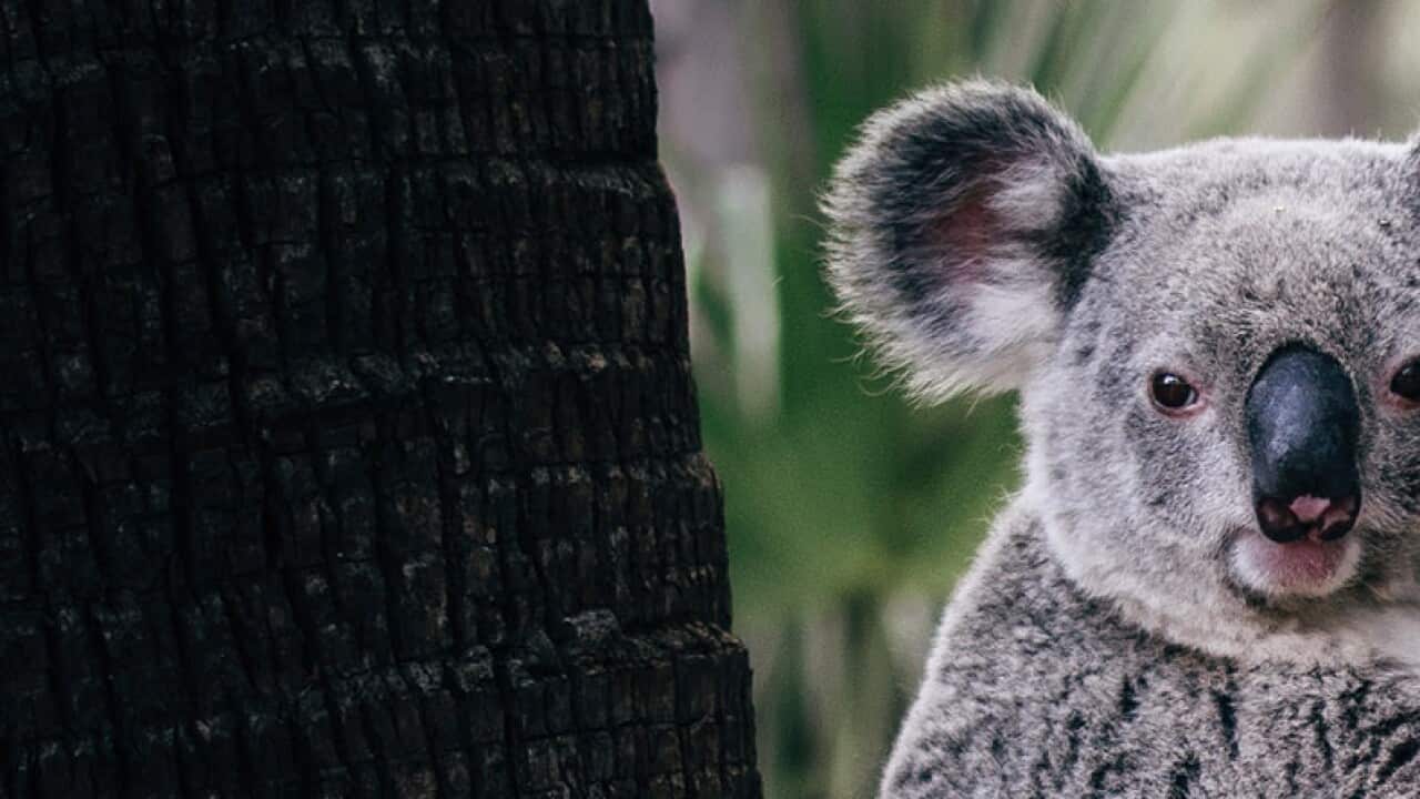 koala