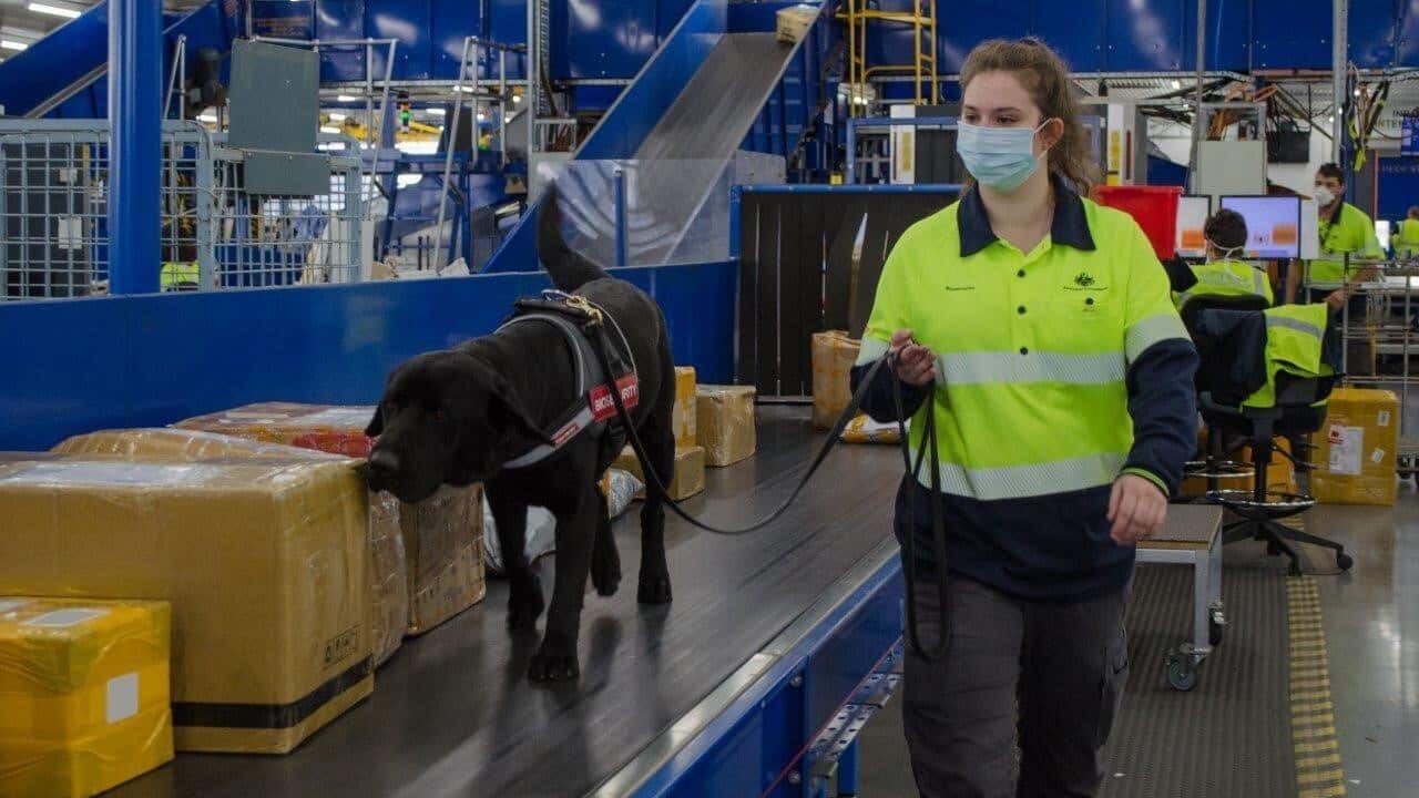 Higher penalties for breaching Australia's biosecurity rules.