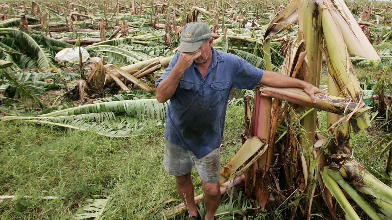 AUSTRALIA CYCLONE BANANA BLUES