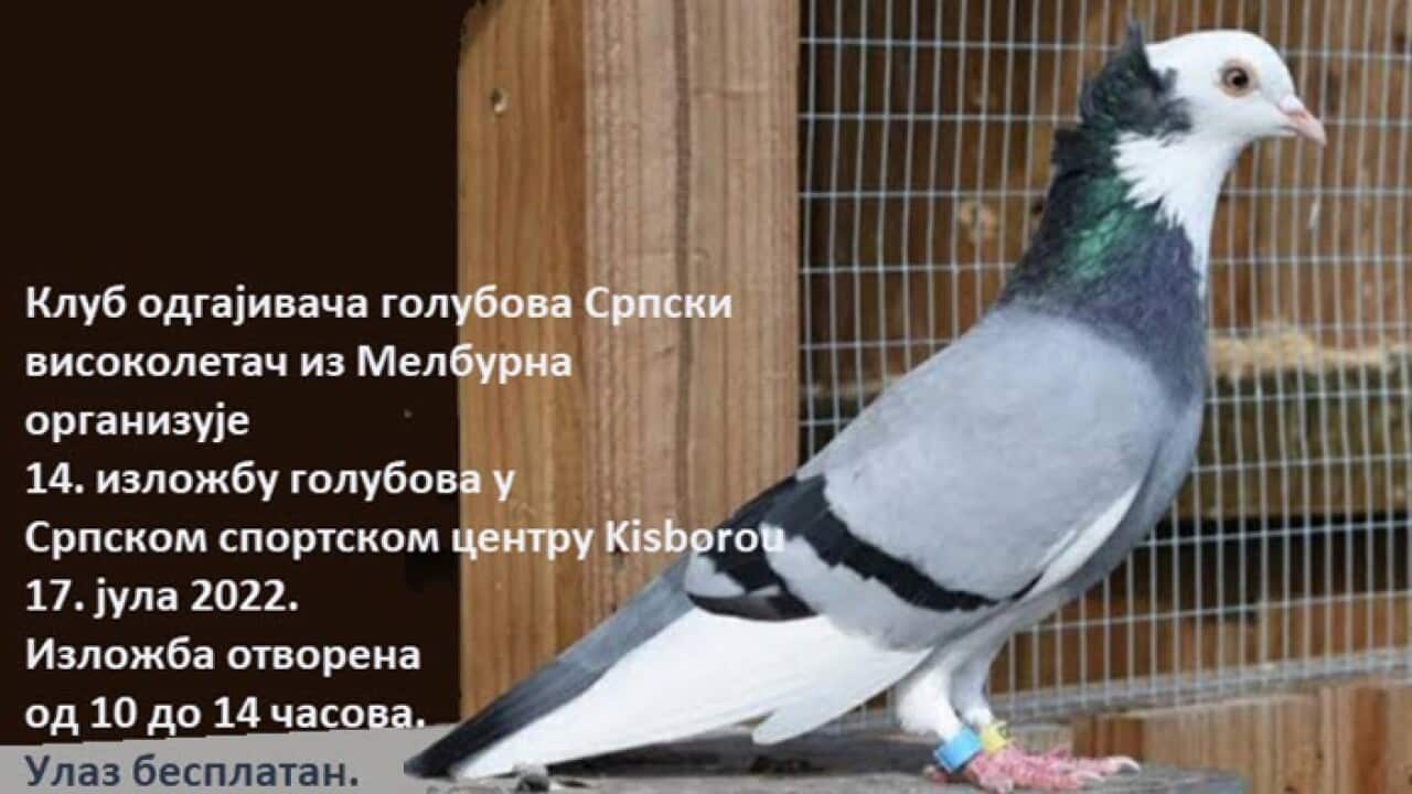 courtesy of Bogdan Vasil