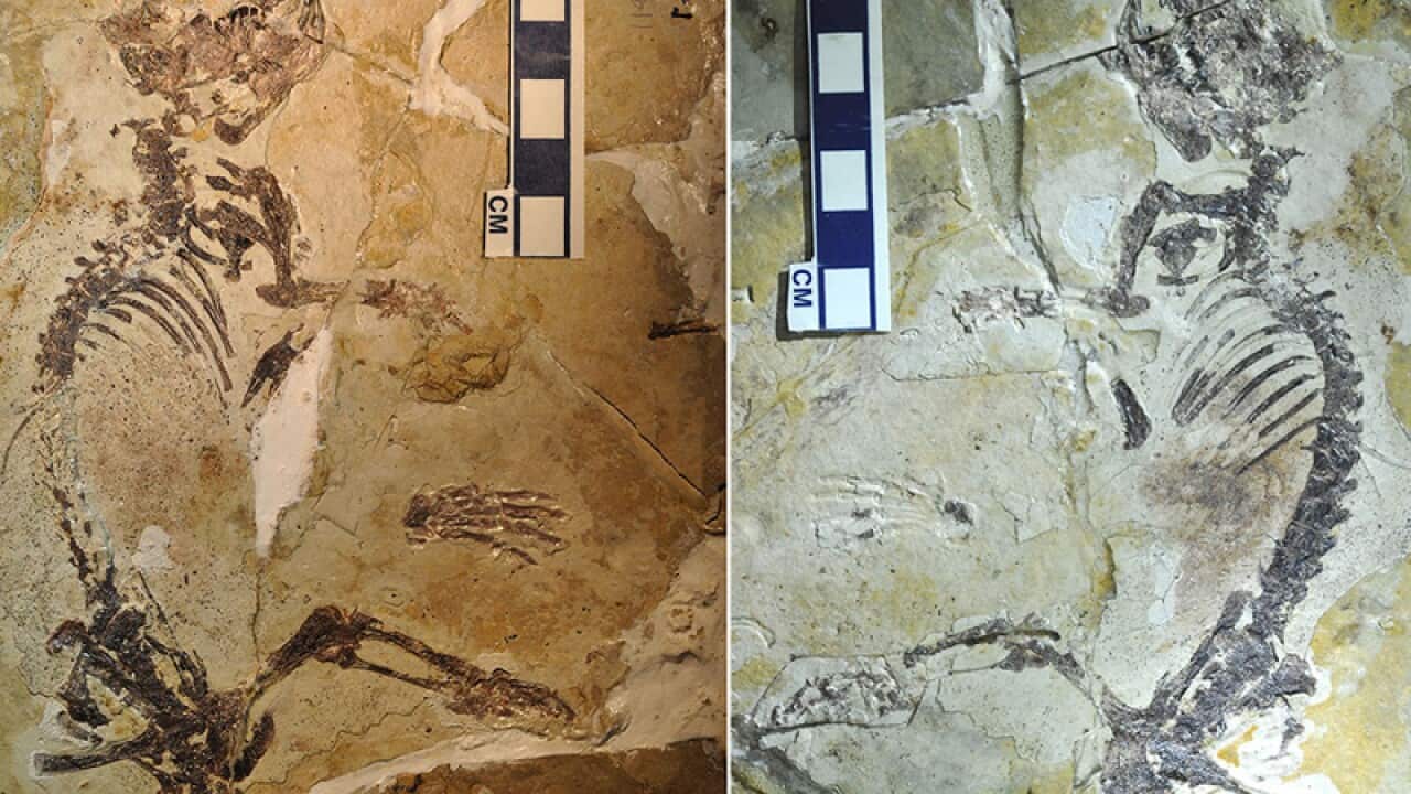 Super-rat roamed Earth 160m years ago