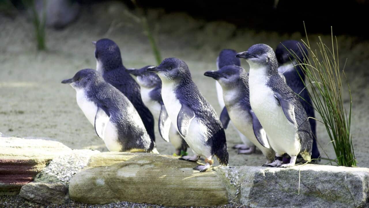 Fairy penguins. (AAP)