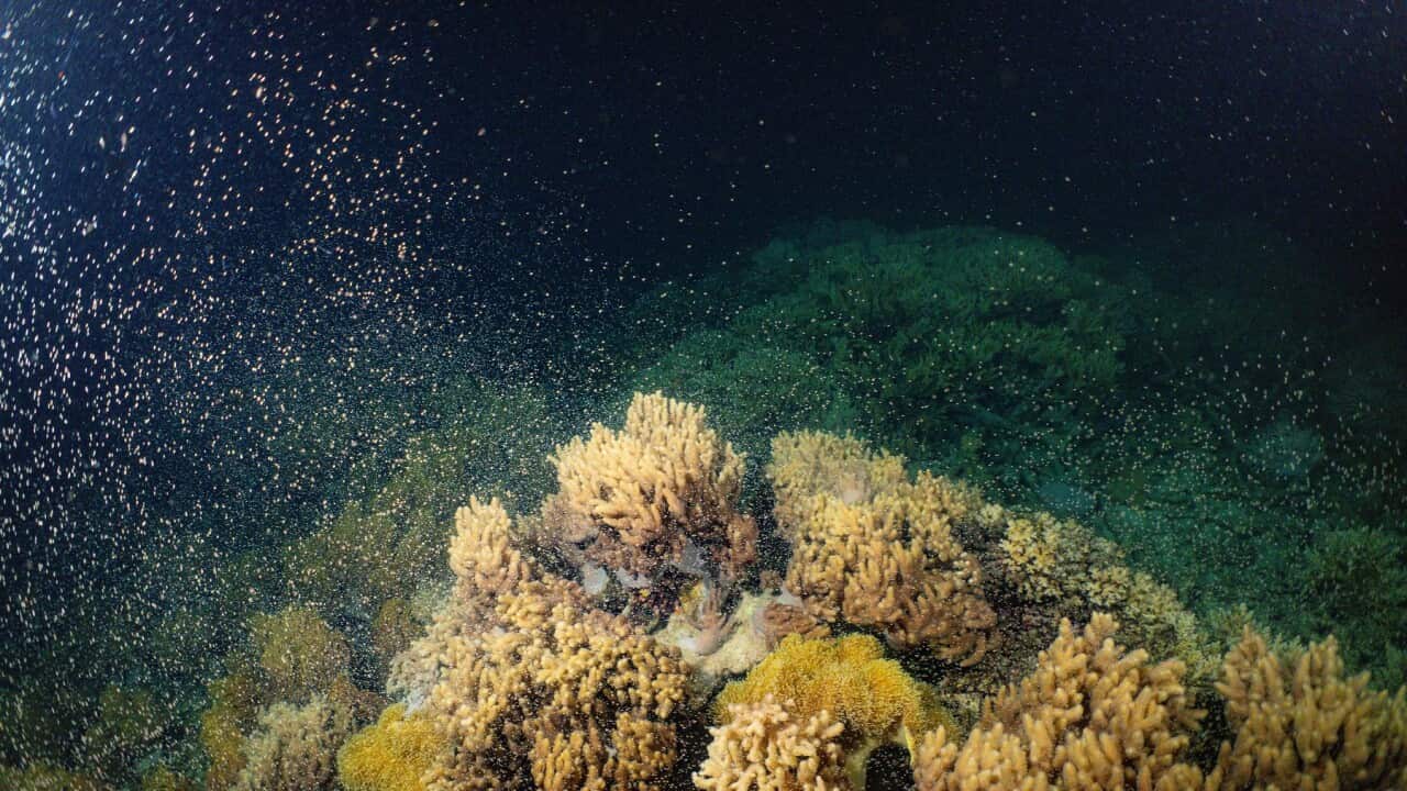 GREAT BARRIER REEF CORAL SPAWNING
