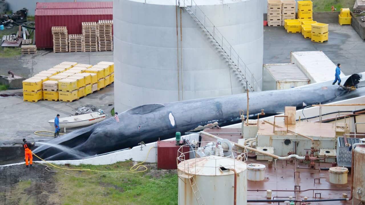 Whale killed in Iceland
