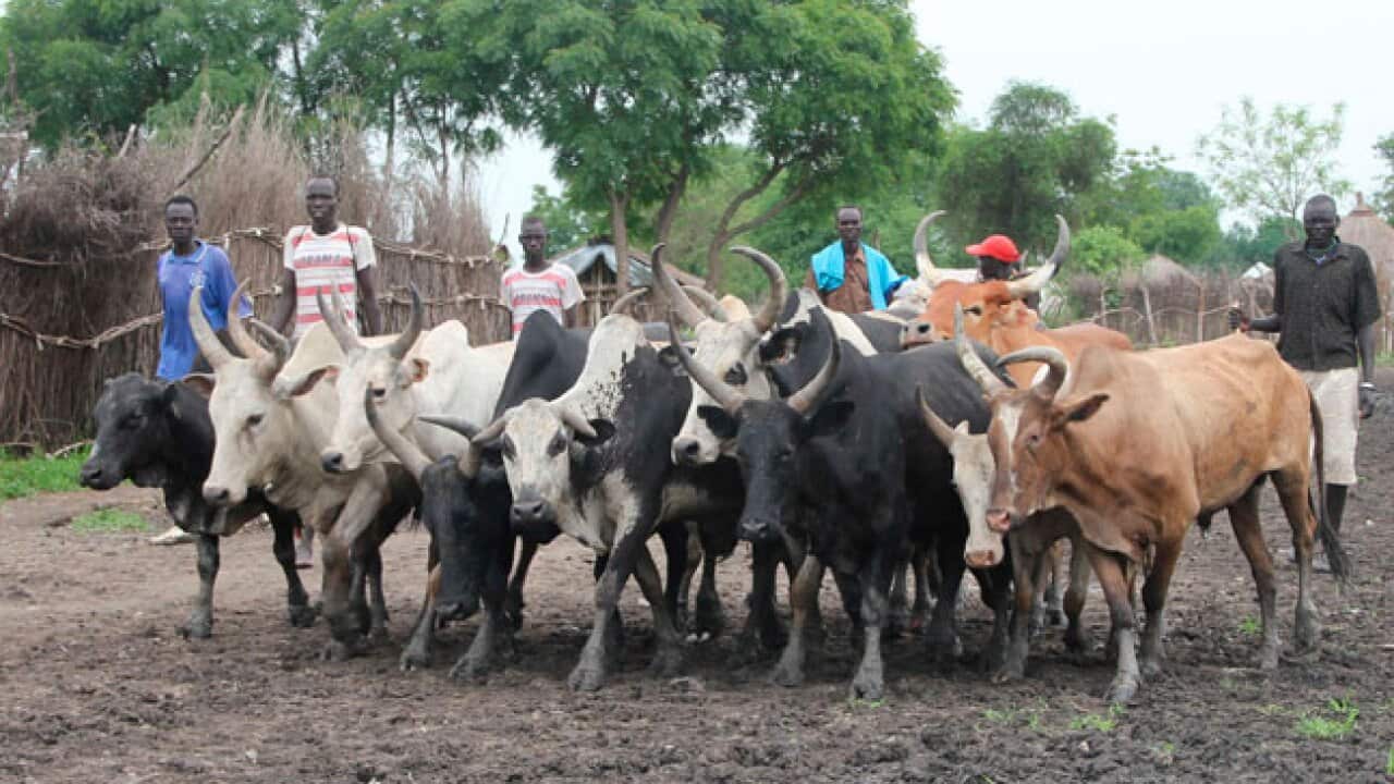 Sudan_cattle_raids_2308_b.aap_937322885