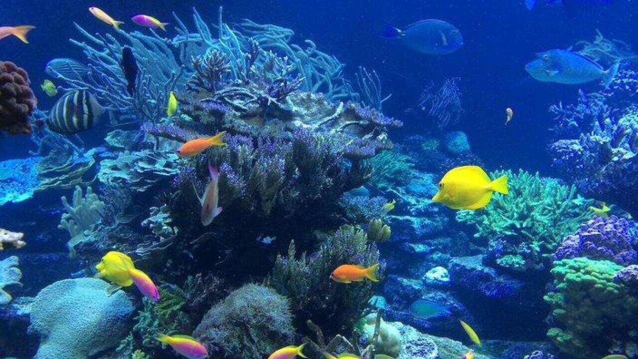 Great Barrier Reef