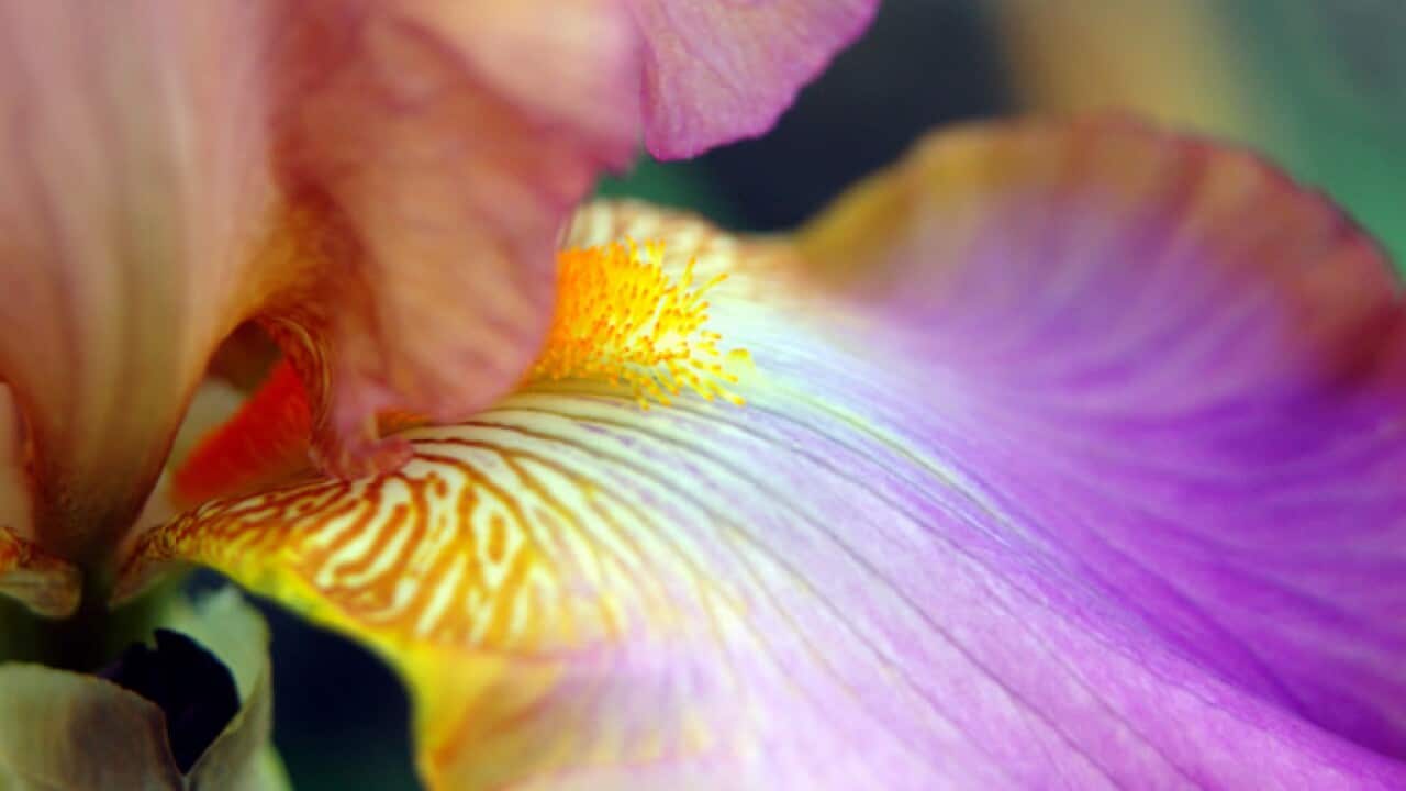 Iris is every gardener’s favor.