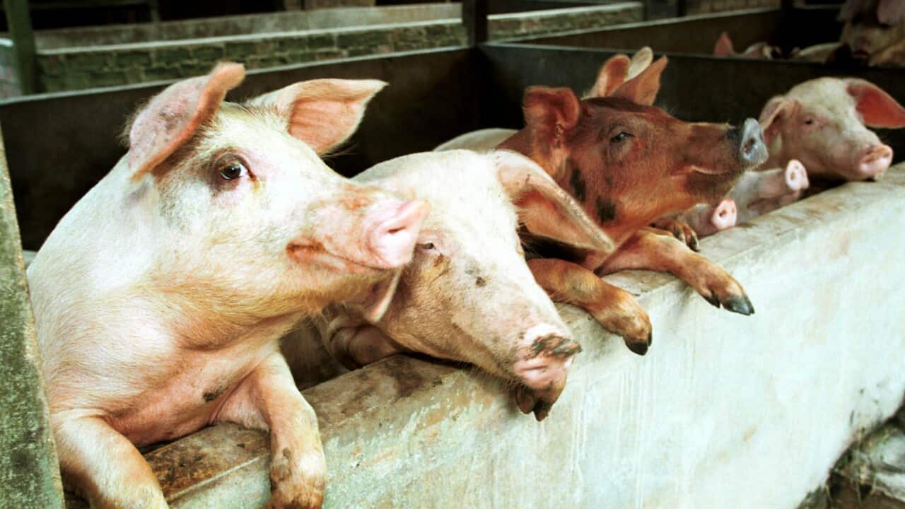 Four Japanese encephalitis cases in Vic