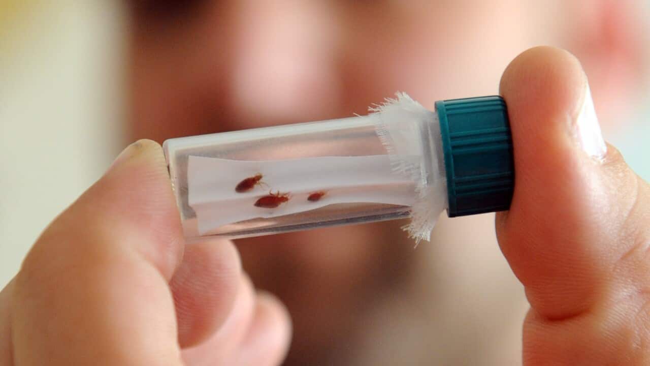 France is racing to quash a blood-eating bug problem before the Olympics begin France is racing to quash a blood-eating bug problem before the Olympics begin
