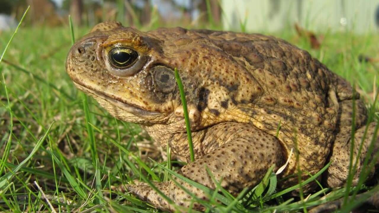 Cane toad