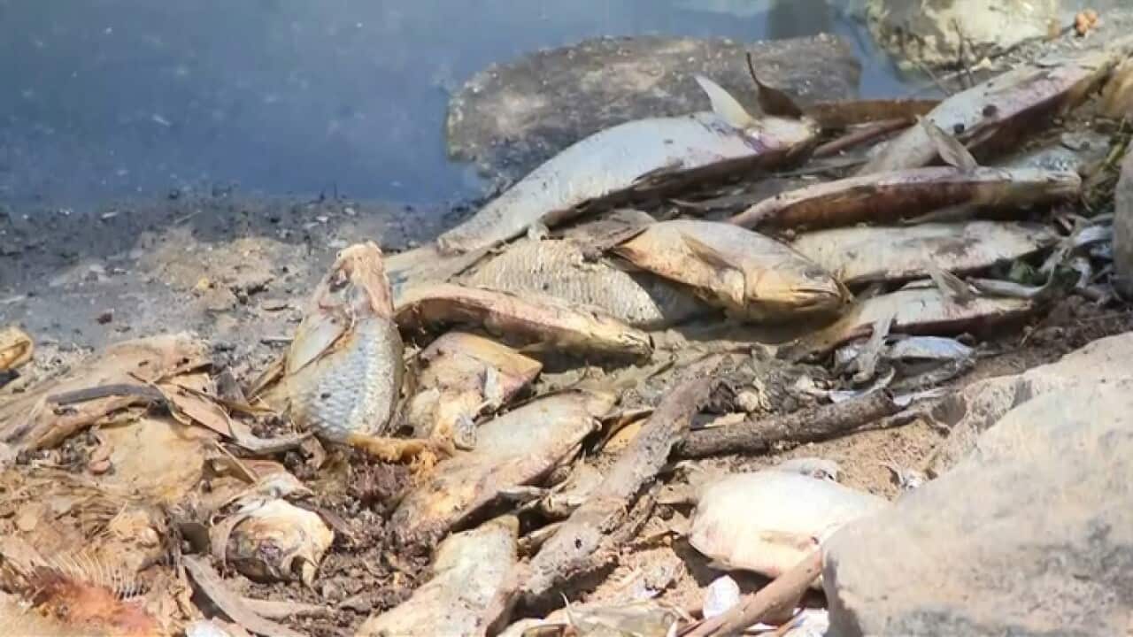 Fish washed up on the banks of the Darling River