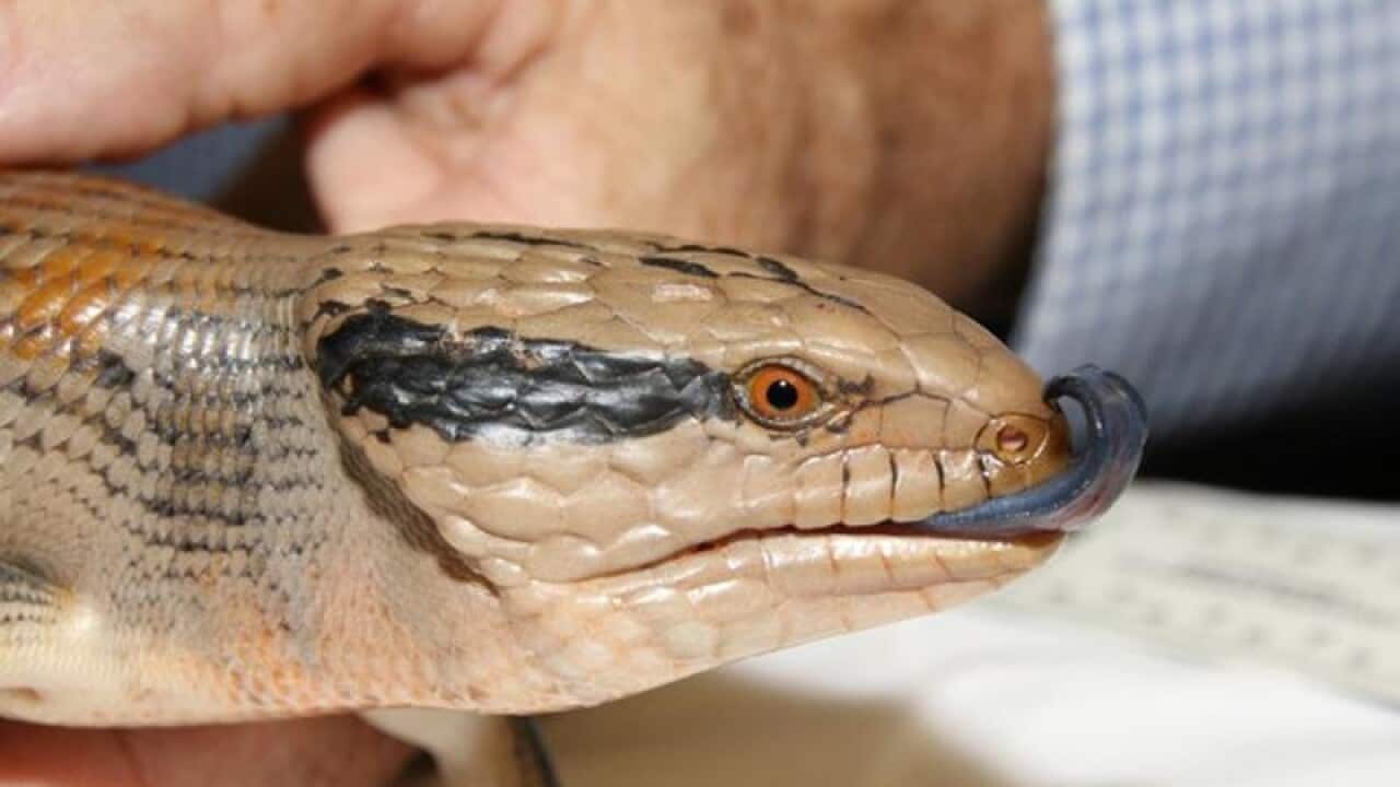 BLUE TONGUE LIZARD