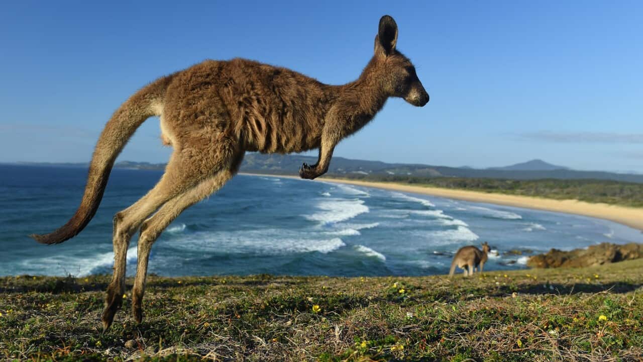 An eastern grey kangaroo is seen at Look At Me Now Headland, north of Coffs Harbour. Source - AAP Image - Dave Hunt